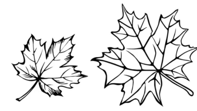 Clipart:5oesxuispmg= Outline:6qgtqhyhayk= Leaf