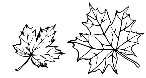 Clipart:5oesxuispmg= Outline:6qgtqhyhayk= Leaf