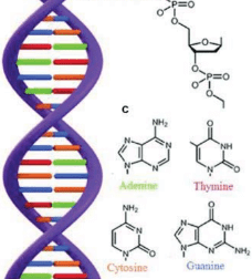 Learning Through Art: Dna Structure