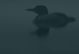 Watch Black Art: in the Absence of Light