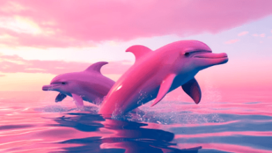 Cute:0u5pmhczsoe= Dolphins