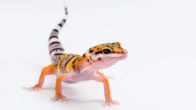 Baby:2qjt-A8mxys= Leopard Gecko