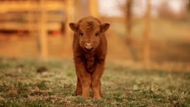 Baby:2ypxjqwht1u= Fluffy Cows