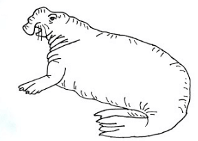 Drawing:_Dtmzjc3_Qe= Elephant Seal