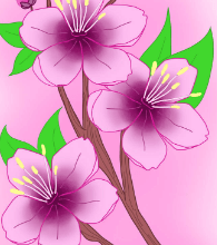 Drawing:_Qxwfso2sp8= Cherry Blossom