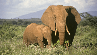 Cute:35csapsspgc= Elephants