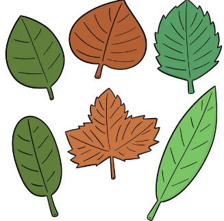 Clipart:5oesxuispmg= Leaf