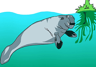 Clipart:6xurn4sp0qa= Manatee