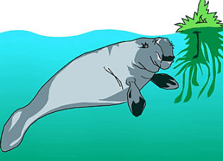 Clipart:6xurn4sp0qa= Manatee